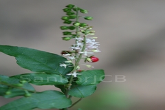 Rivina humilis
